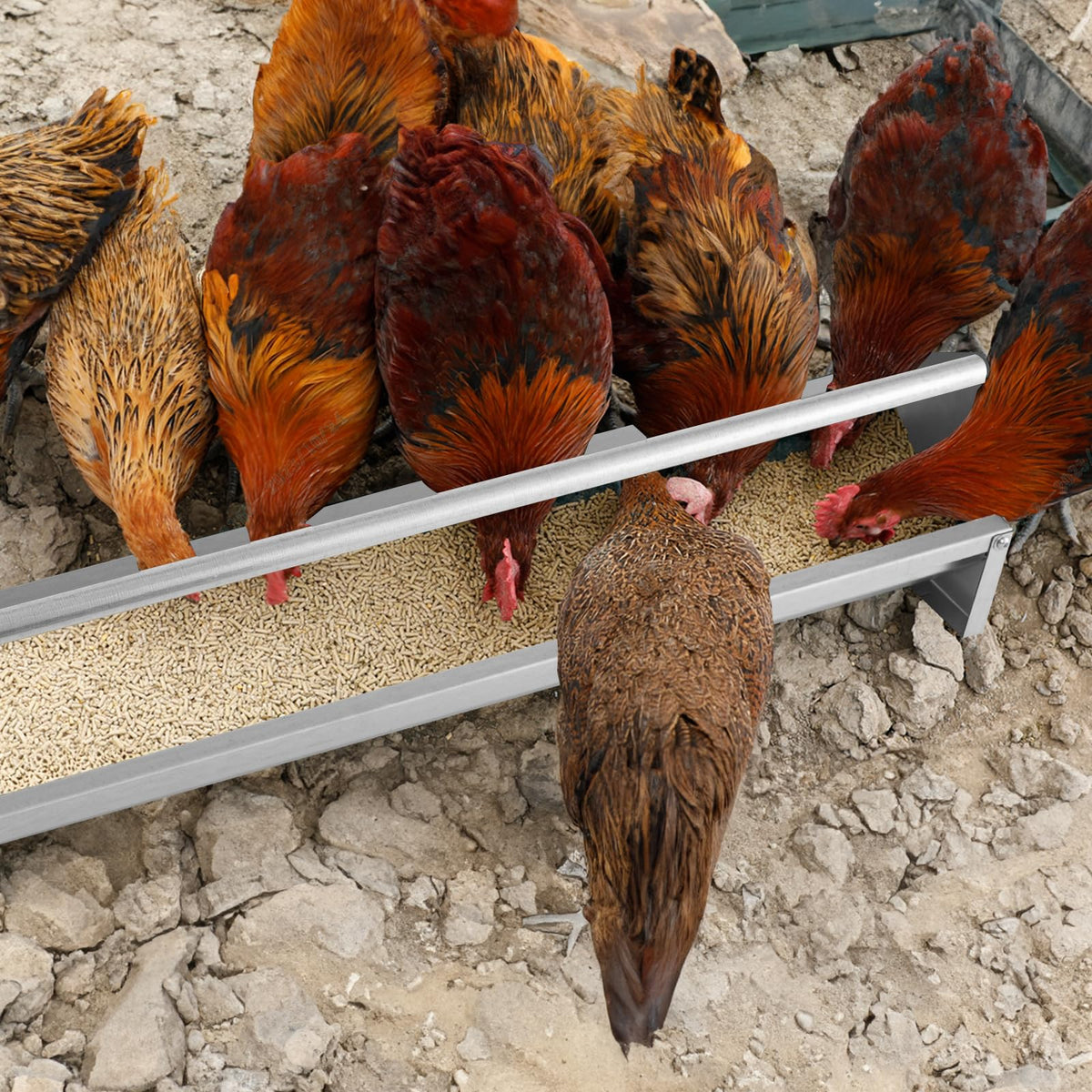 Galvanized Steel Chicken Feeding Trough 45 Inch with Rotating Crossbar